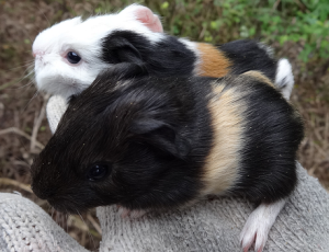 Our Youngest Guinea Pigs.