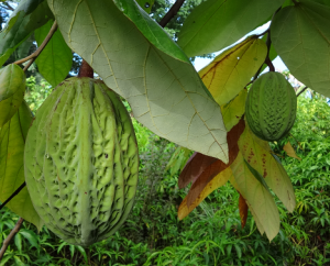 Balam Cacao Fruit.