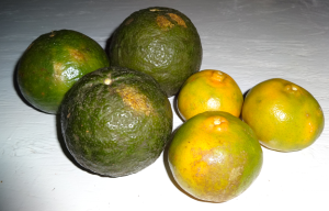 "Tangerines" of Belize.