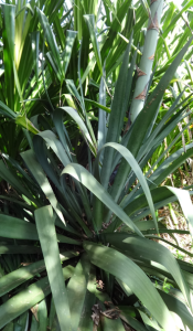 Agave americana, also called Century Plant.