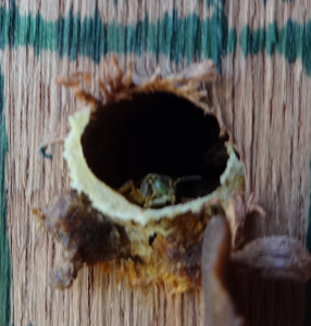 Bees Working on Their Entrance Tube.