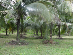 Coconut Plantation Mowed.