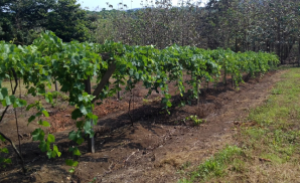 Row of Grape Vines.