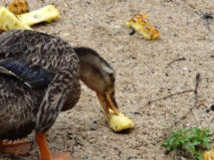 Duckie Eating Pineapple.