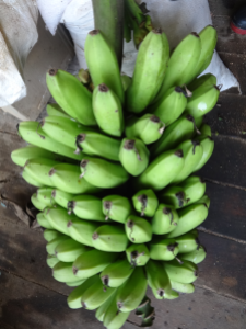 Bunch of Green Bananas.