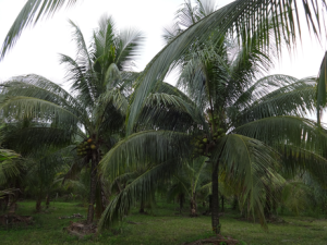 Coconut Palms.