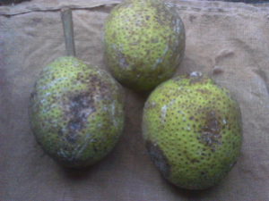 Green Breadfruit.