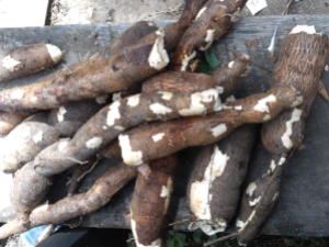 Dug Up Cassava.