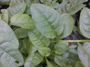 Malabar Spinach.