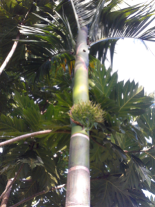 Betel Palm Flower.