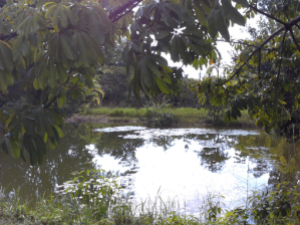 View Of The Pond.