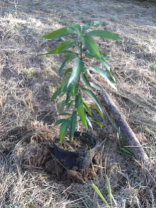 Planted Mango.