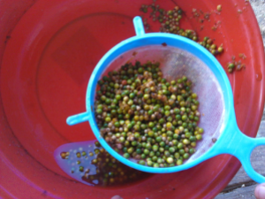 Processing White Pepper.