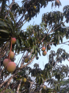 Mangoes On Tree.
