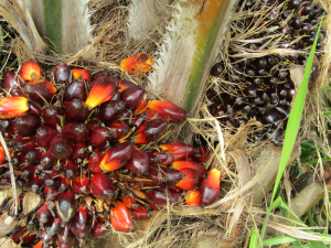 African Oil Palm.