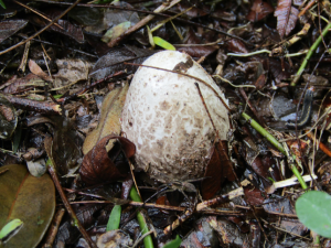 Stinkhorn Egg.